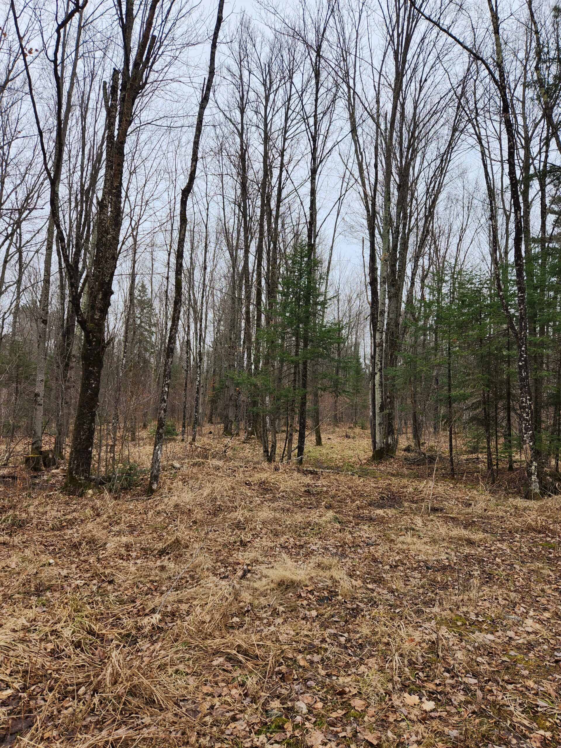 Beautiful Wooded Acreage in Price County WI
