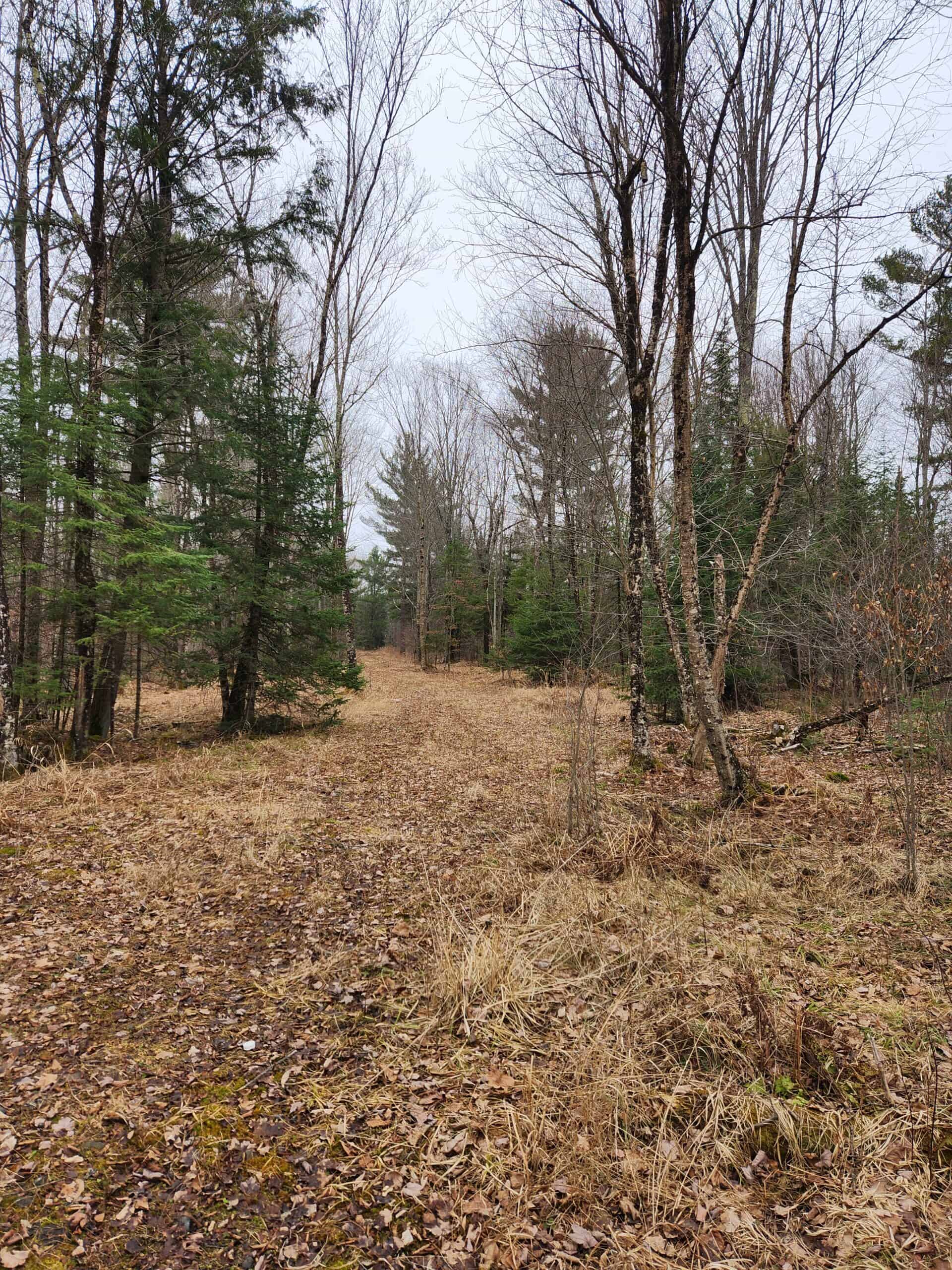 Beautiful Wooded Acreage in Price County WI