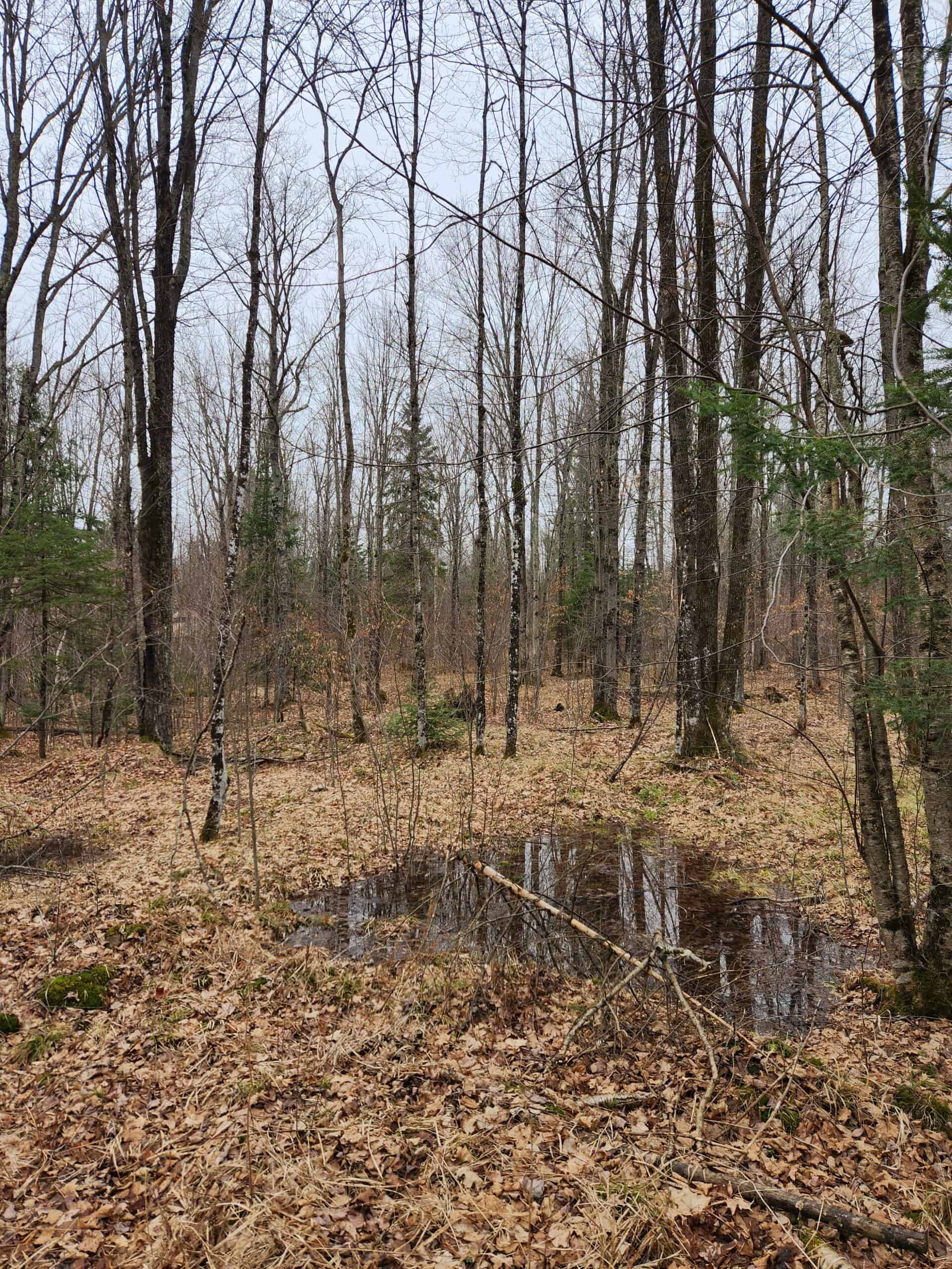 Beautiful Wooded Acreage in Price County WI