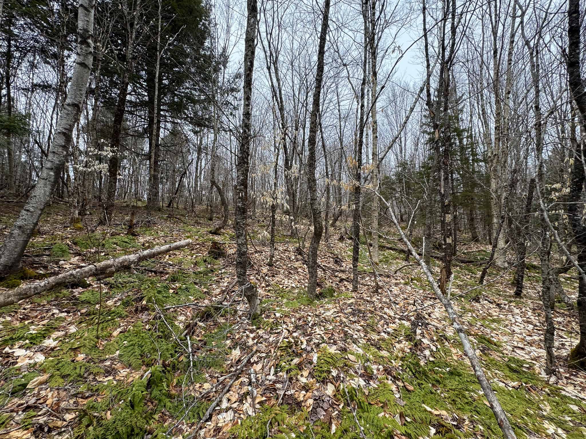 46.8 Acres of Maine Land for Sale – Remote, Forested, Affordable
