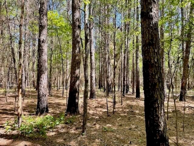 69 Acres For Sale Starkville MS