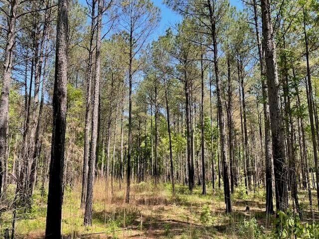 40 Acres For Sale Starkville MS