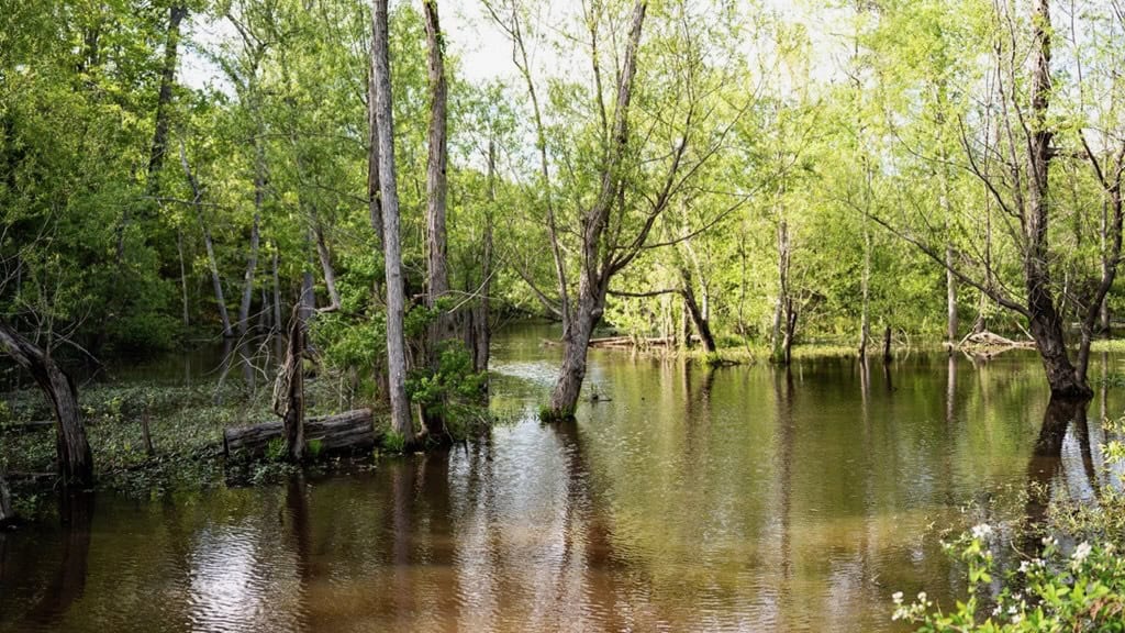 183 Acres and Camp for Sale with Lake, Timber Amite Co., MS