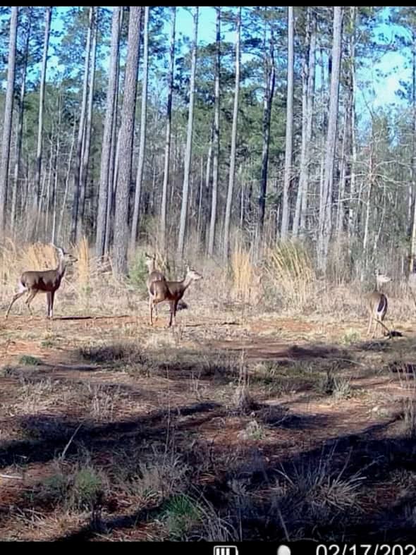 Amite County Hunting Land for Sale