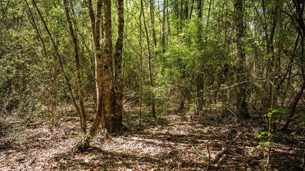 Deer and Turkey Property in Pike County, MS
