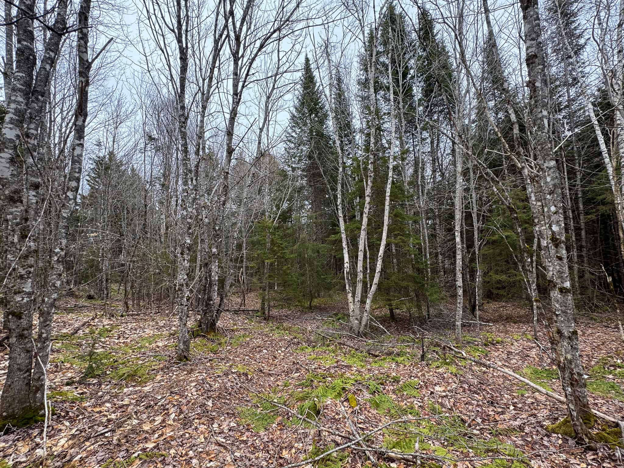 46.8 Acres of Maine Land for Sale – Remote, Forested, Affordable