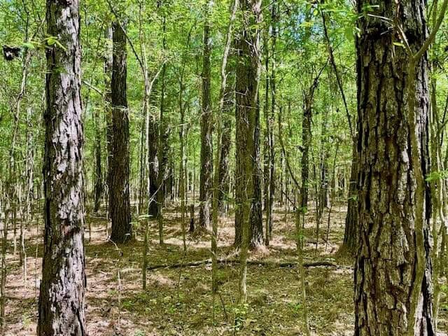 69 Acres For Sale Starkville MS