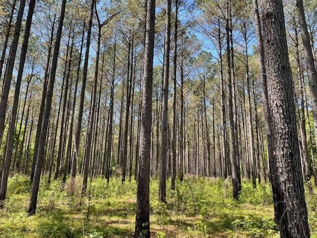 40 Acres For Sale Starkville MS