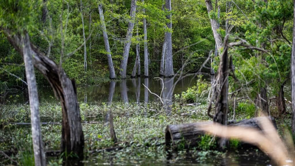 183 Acres and Camp for Sale with Lake, Timber Amite Co., MS