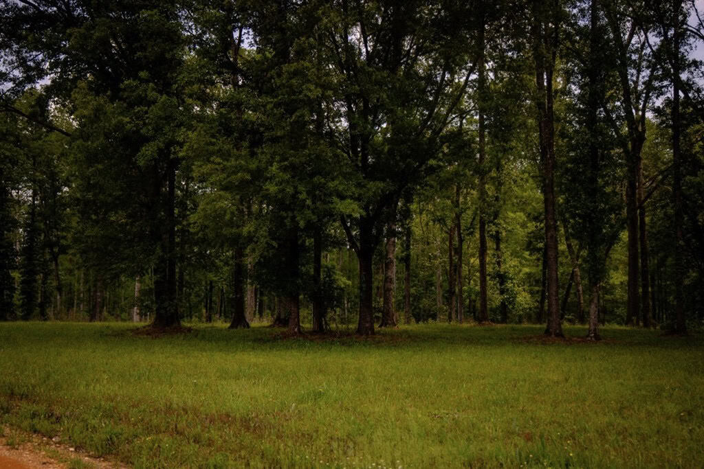 Deer, Duck, and Turkey Hunting in Claiborne County, MS