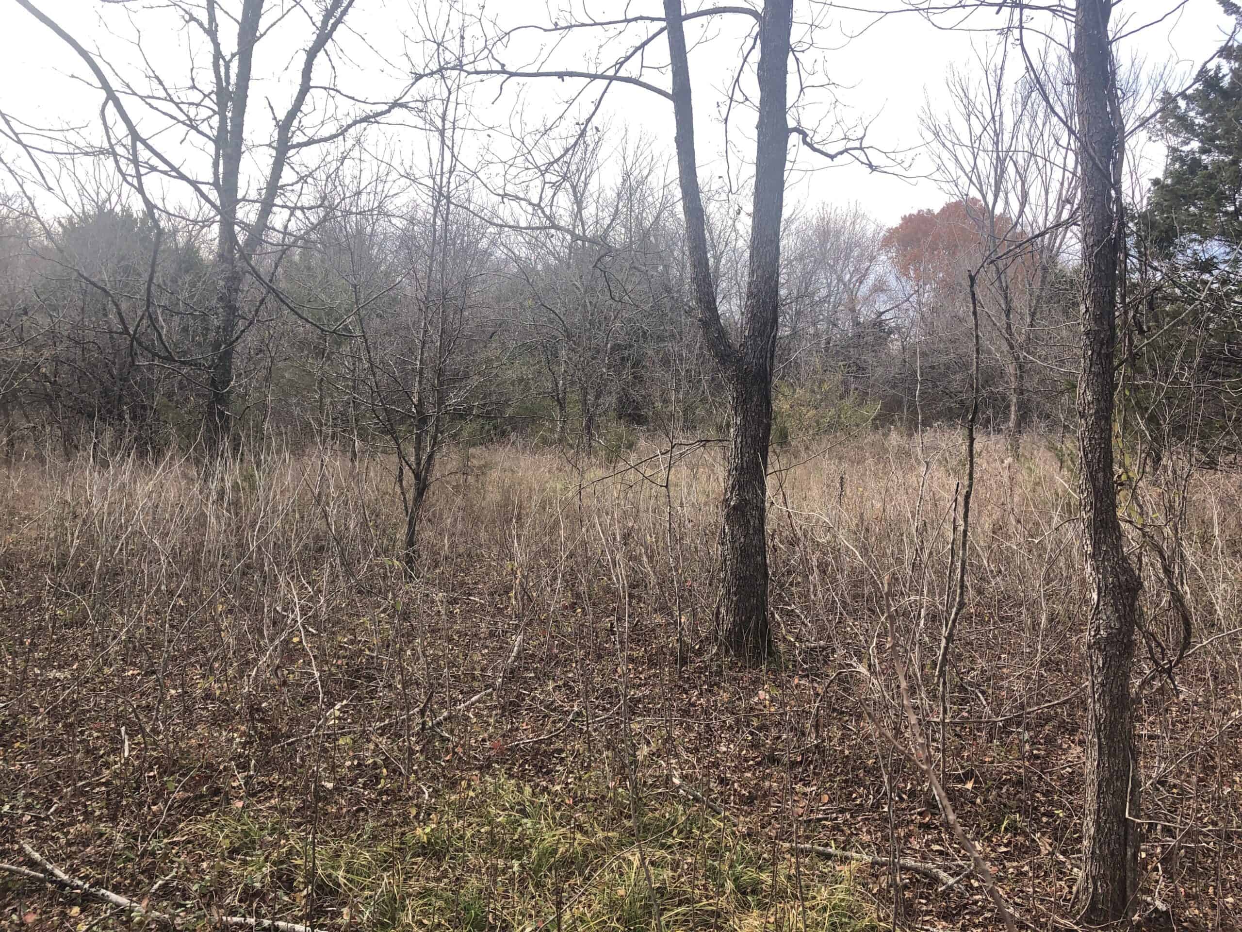 Wooded Acreage For Sale Roxton TX