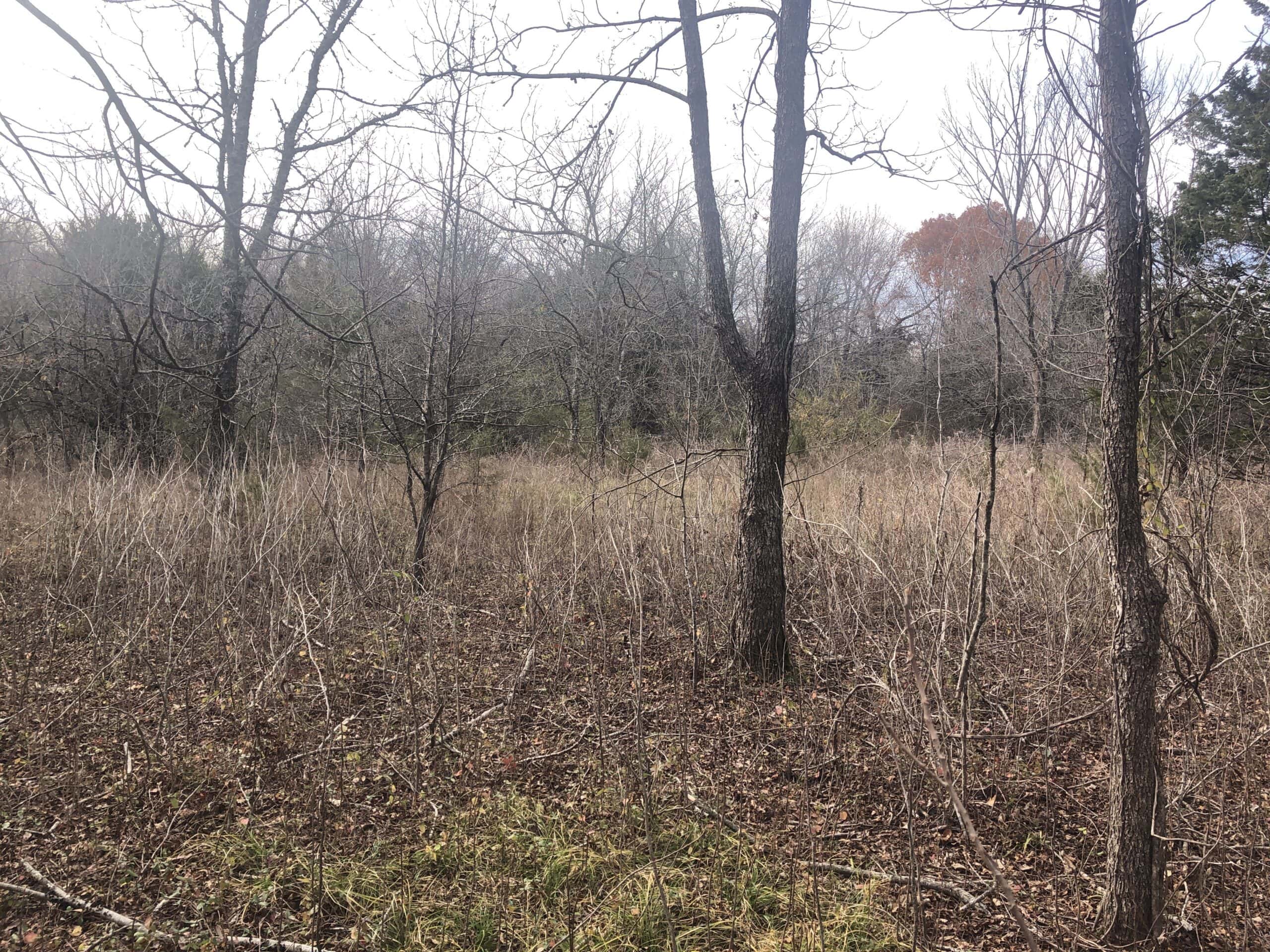 Heavily Wooded Acreage in Northeast Texas