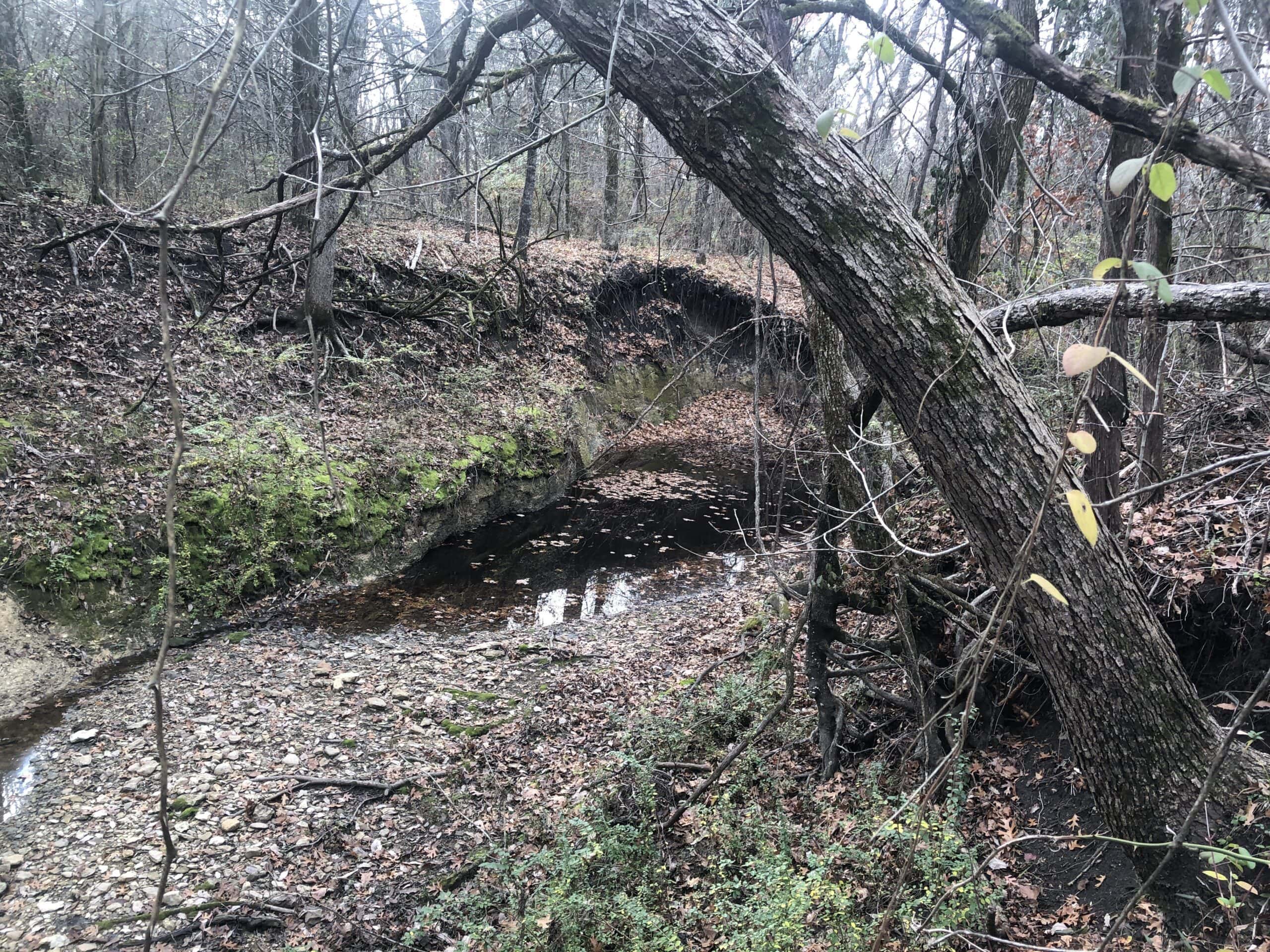 Wooded Acreage For Sale Roxton TX