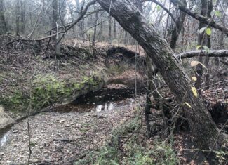 Heavily Wooded Acreage in Northeast Texas