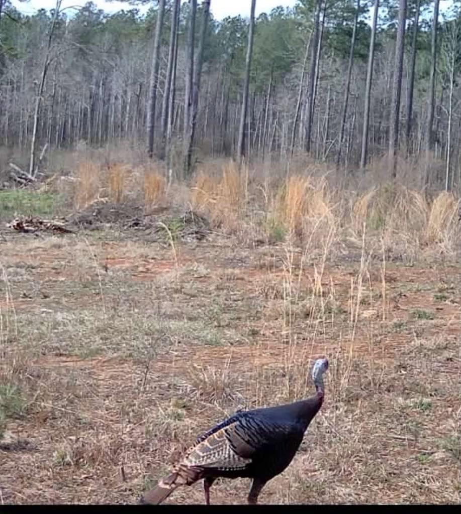 Amite County Hunting Land for Sale