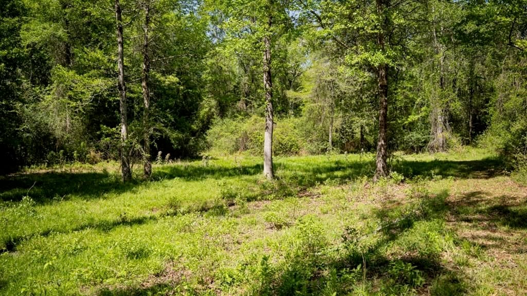 Deer and Turkey Property in Pike County, MS