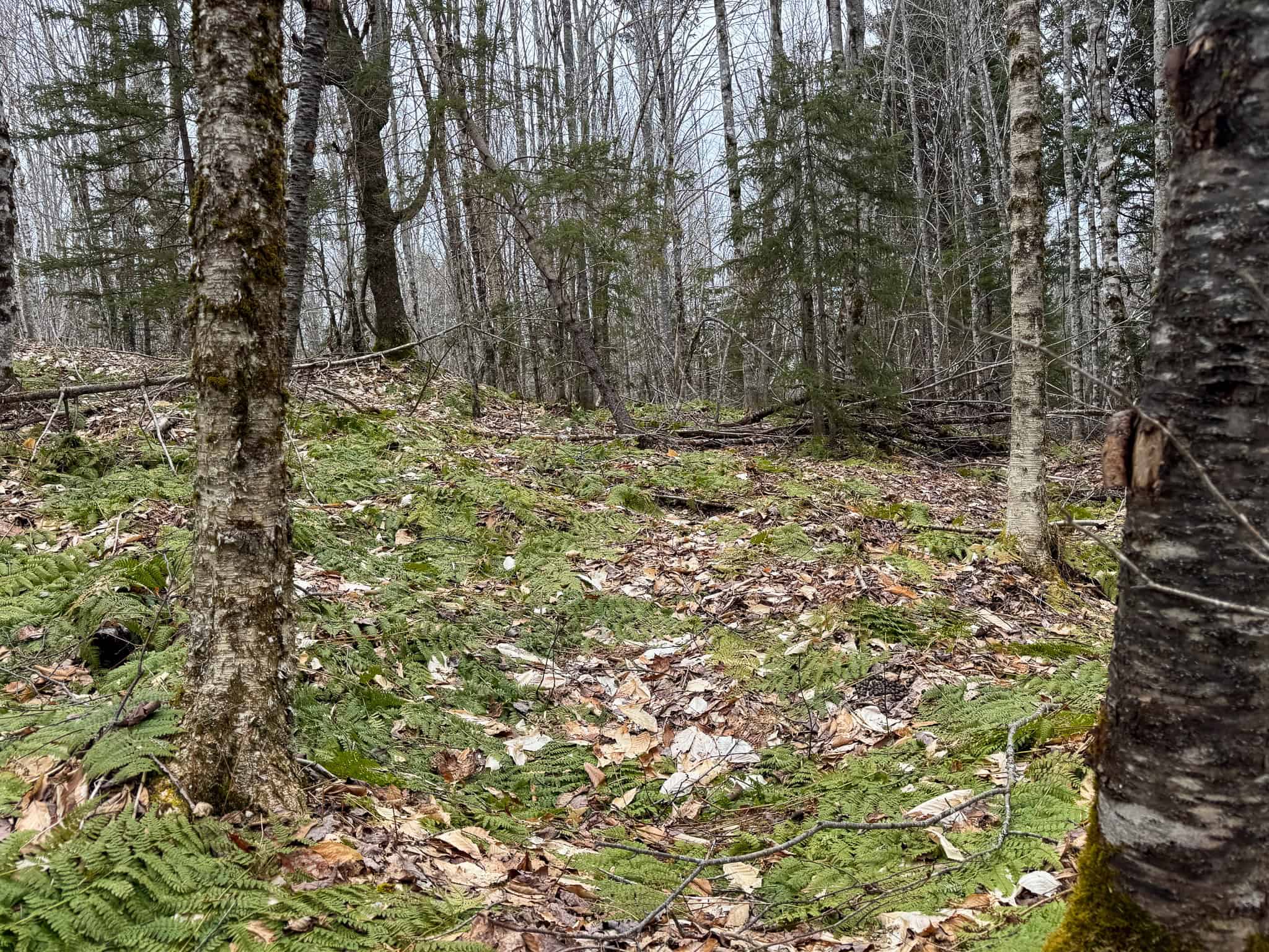 46.8 Acres of Maine Land for Sale – Remote, Forested, Affordable