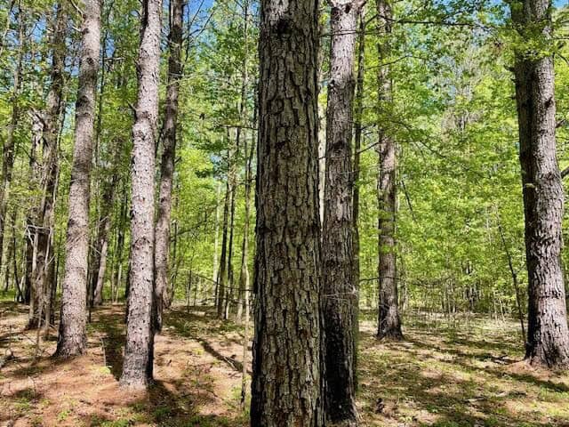 69 Acres For Sale Starkville MS