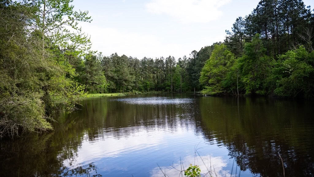 183 Acres and Camp for Sale with Lake, Timber Amite Co., MS