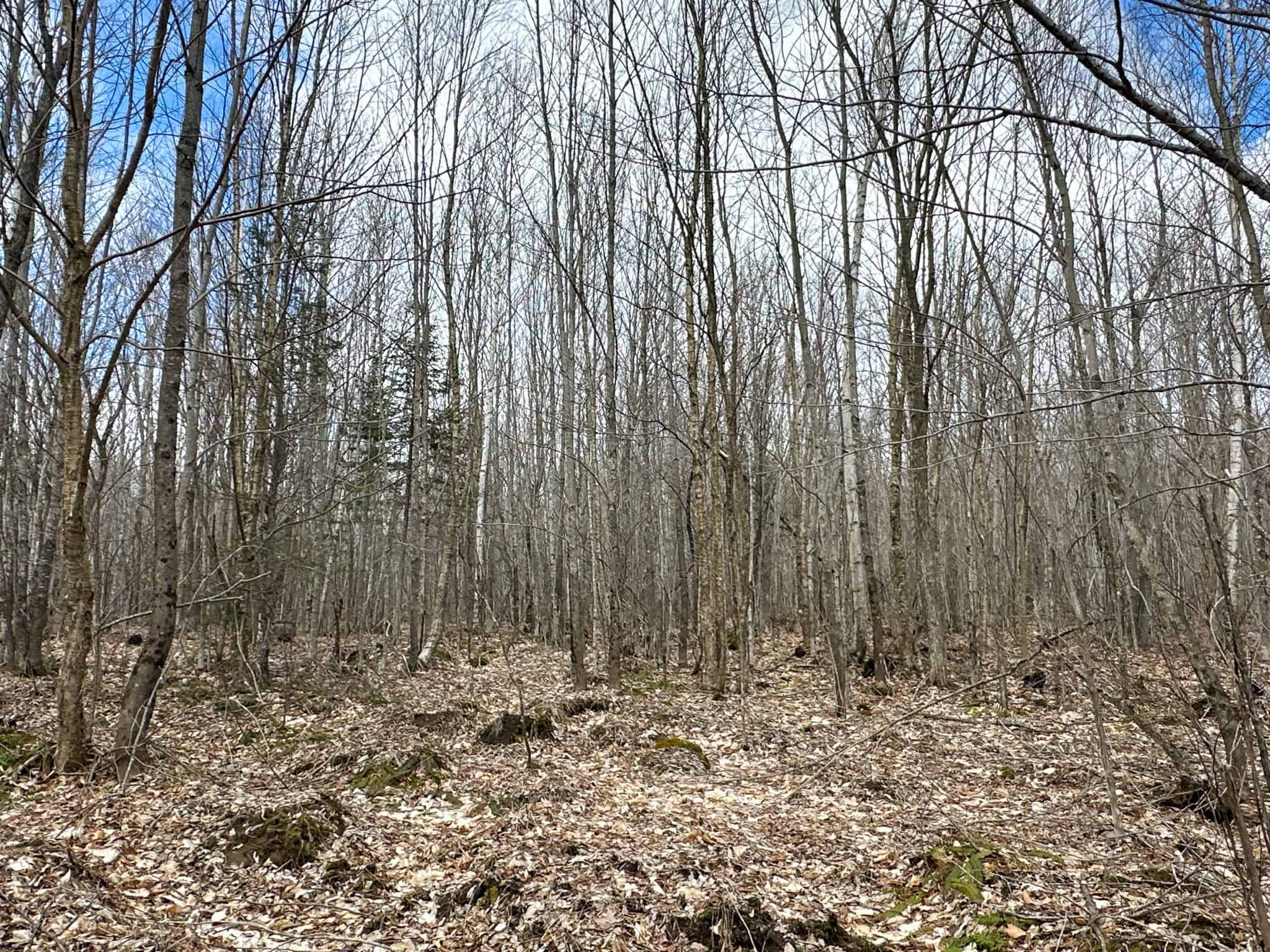 40.8 Acres of Off-Grid Paradise in Lakeville, Maine