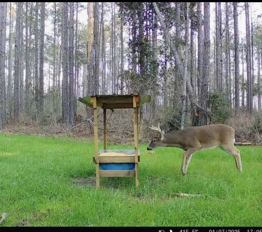 Amite County Hunting Land for Sale