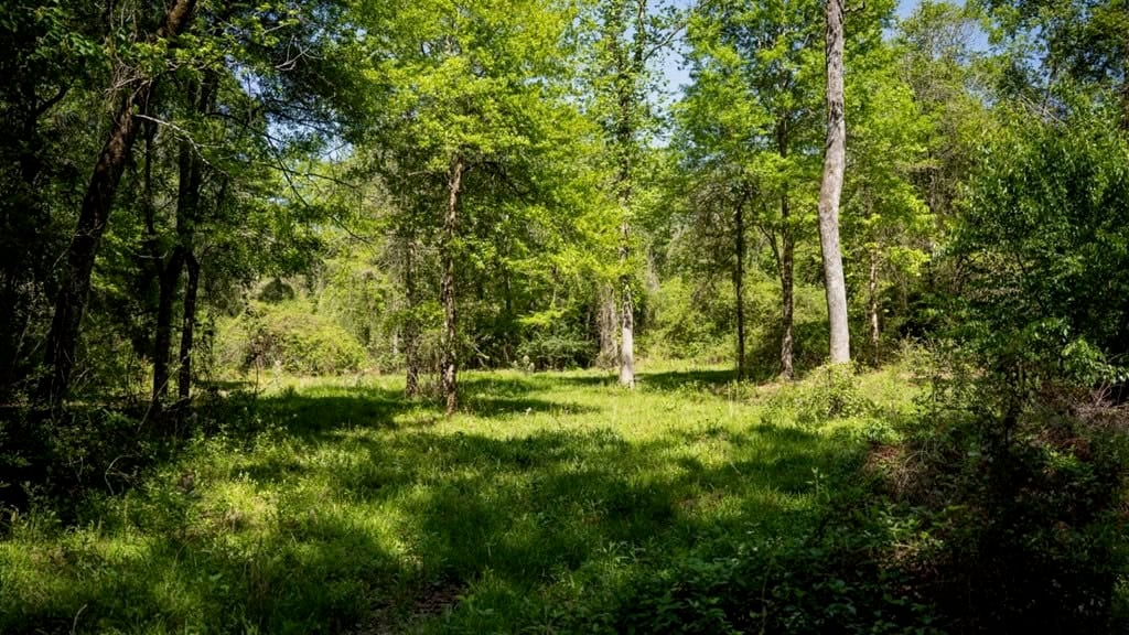 Deer and Turkey Property in Pike County, MS