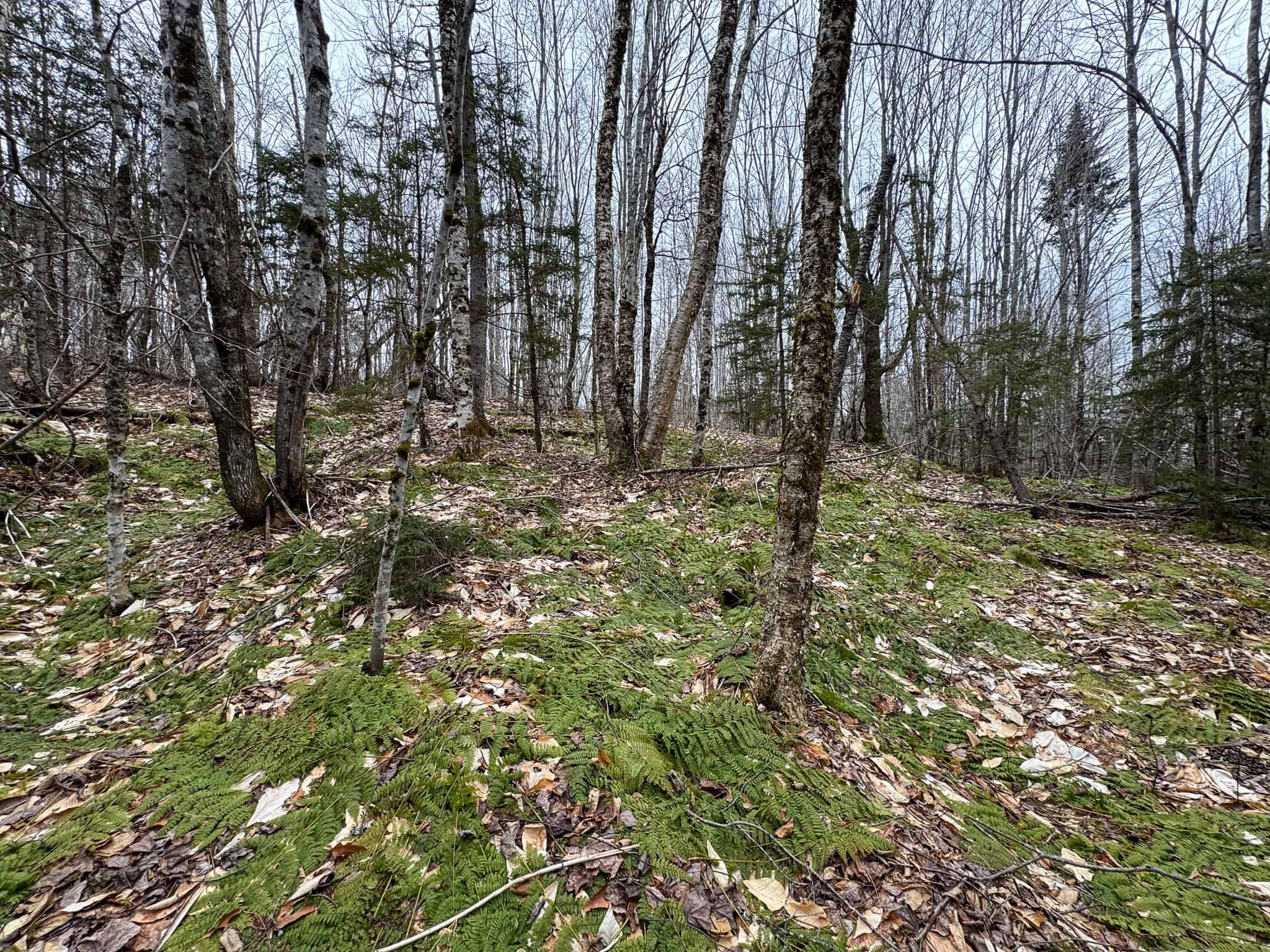 46.8 Acres of Maine Land for Sale – Remote, Forested, Affordable