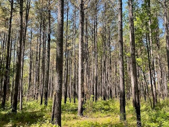 40 Acres For Sale Starkville MS
