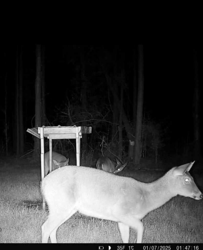 Amite County Hunting Land for Sale