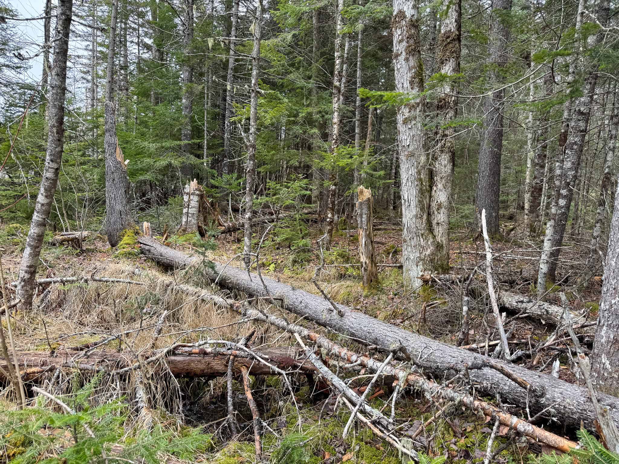 46.8 Acres of Maine Land for Sale – Remote, Forested, Affordable