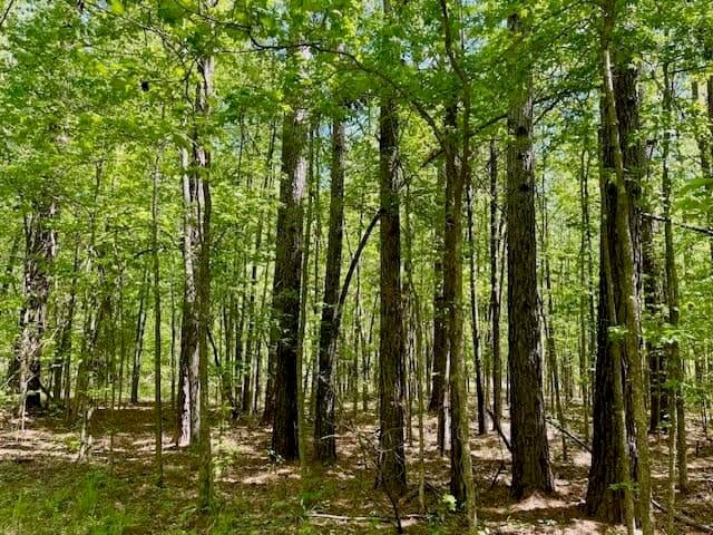 69 Acres For Sale Starkville MS