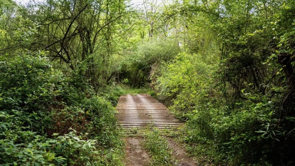 183 Acres and Camp for Sale with Lake, Timber Amite Co., MS