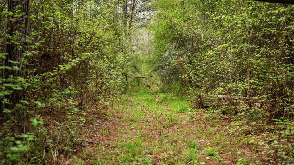 Affordable Property in Woodville, MS