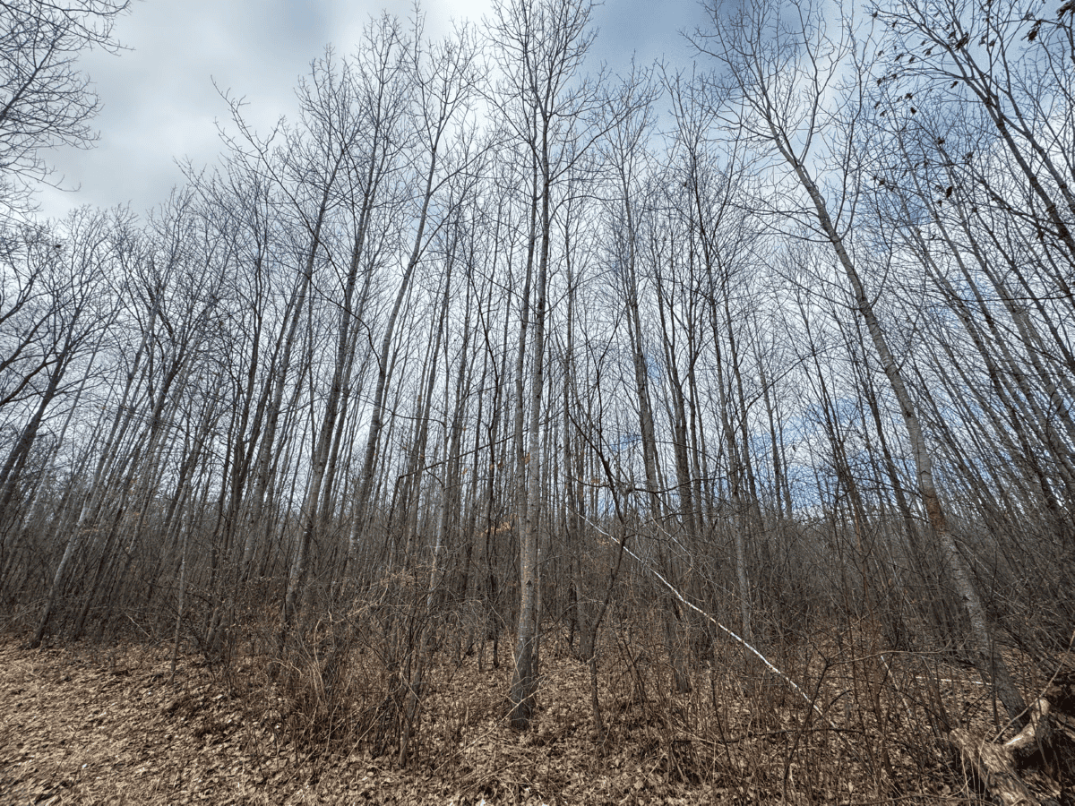 75-acre parcel in the heart of Clark County Wisconsin