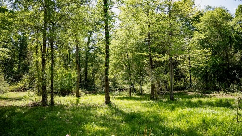 Deer and Turkey Property in Pike County, MS