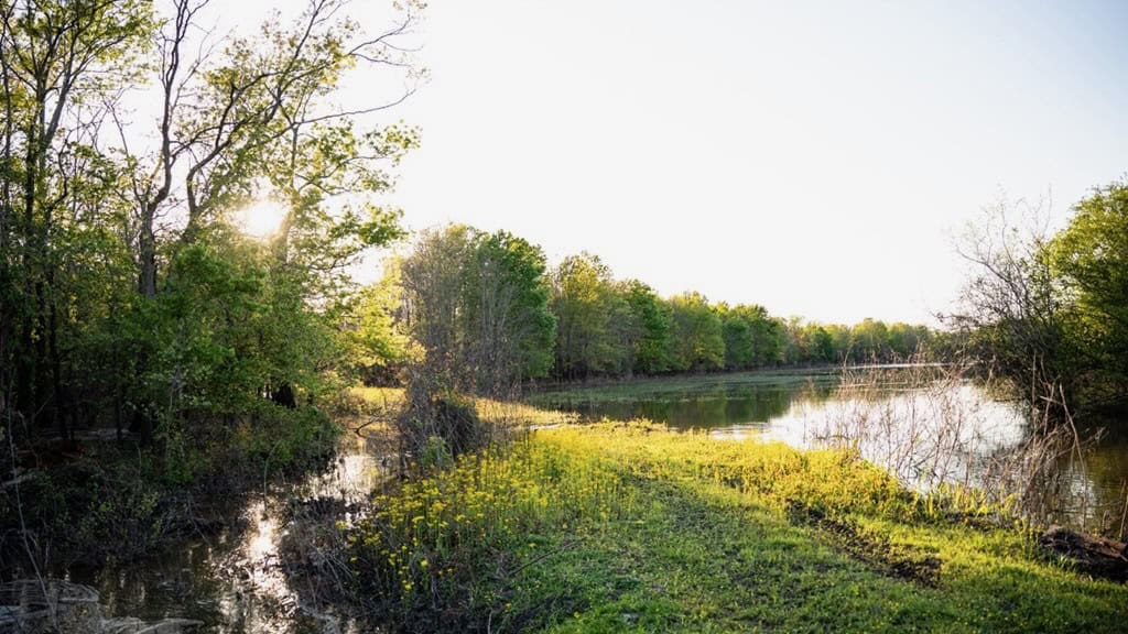 Legacy Waterfowl Hunting in the Mississippi Delta