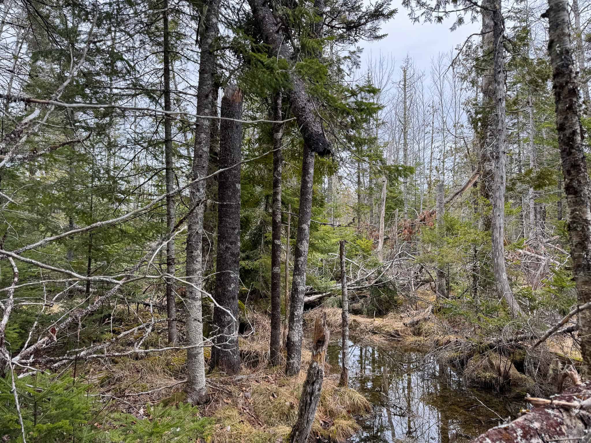 46.8 Acres of Maine Land for Sale – Remote, Forested, Affordable