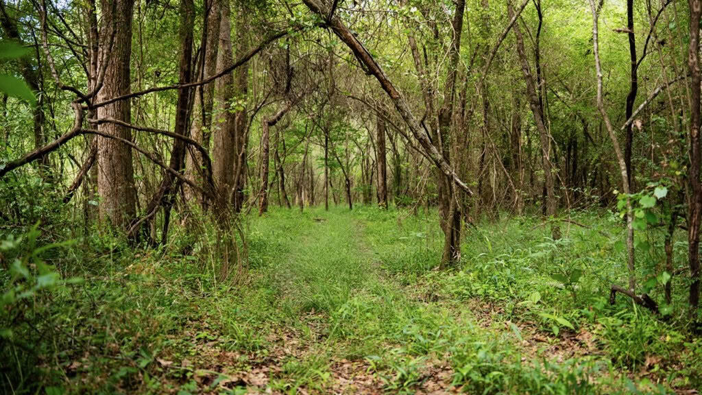 183 Acres and Camp for Sale with Lake, Timber Amite Co., MS