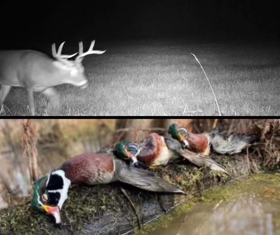 Deer, Duck, and Turkey Hunting in Claiborne County, MS