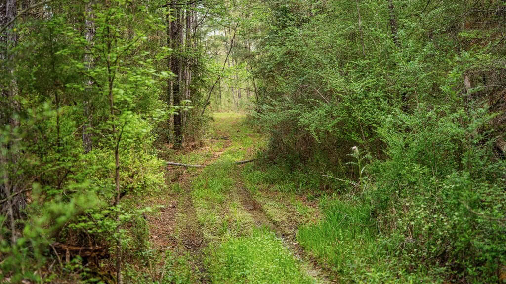 Affordable Property in Woodville, MS