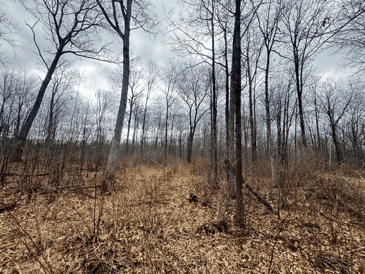 75-acre parcel in the heart of Clark County Wisconsin