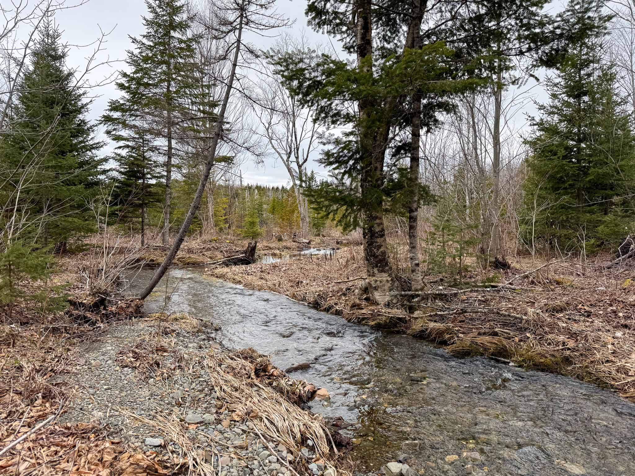 46.8 Acres of Maine Land for Sale – Remote, Forested, Affordable