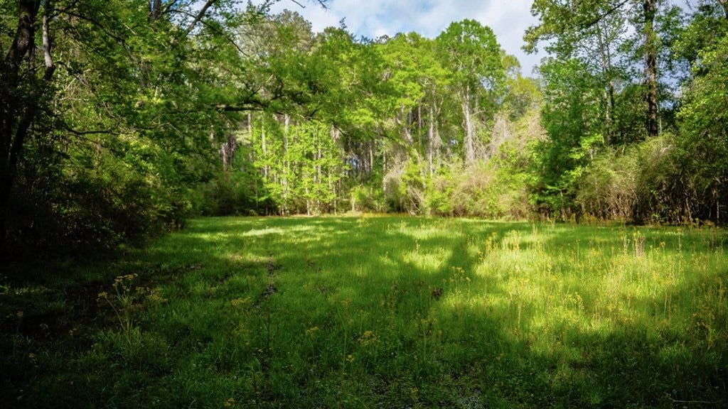 183 Acres and Camp for Sale with Lake, Timber Amite Co., MS