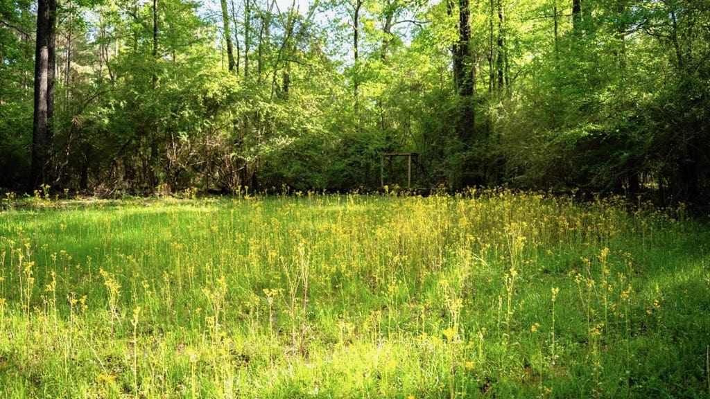 183 Acres and Camp for Sale with Lake, Timber Amite Co., MS