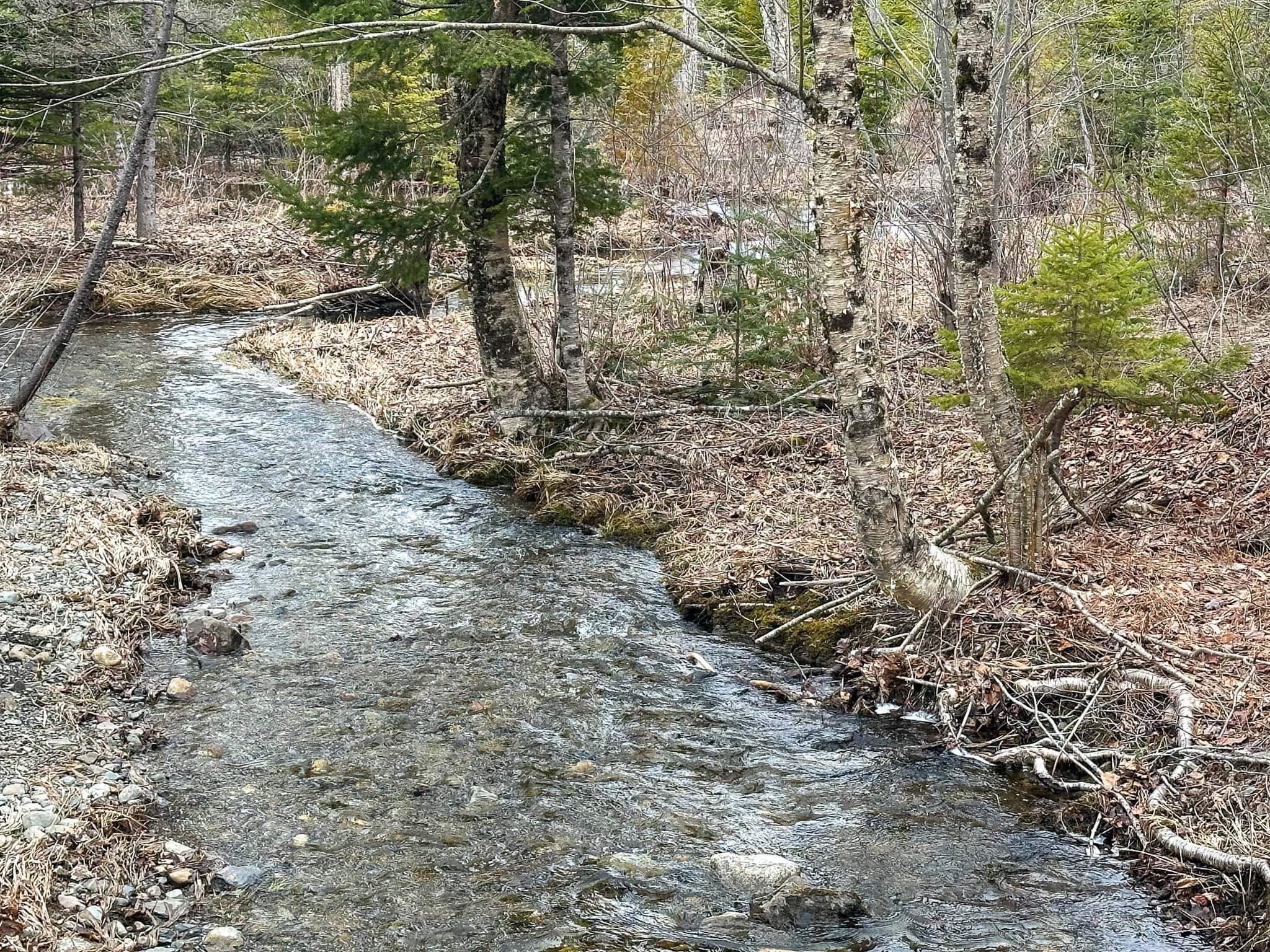 46.8 Acres of Maine Land for Sale – Remote, Forested, Affordable