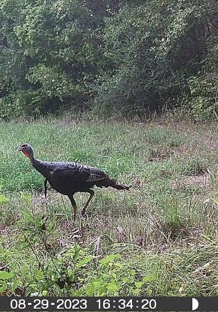 Deer, Duck, and Turkey Hunting in Claiborne County, MS