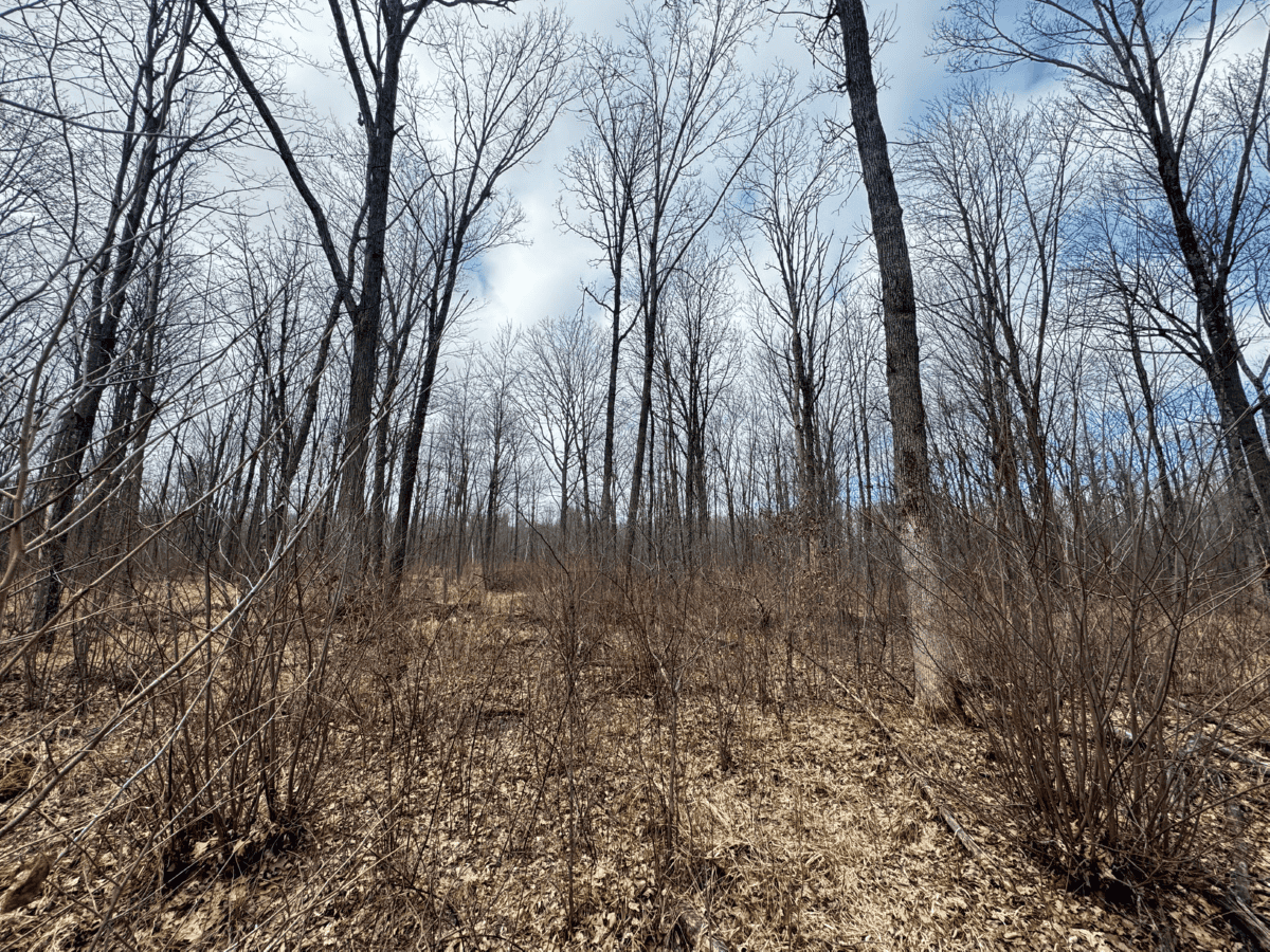 75-acre parcel in the heart of Clark County Wisconsin