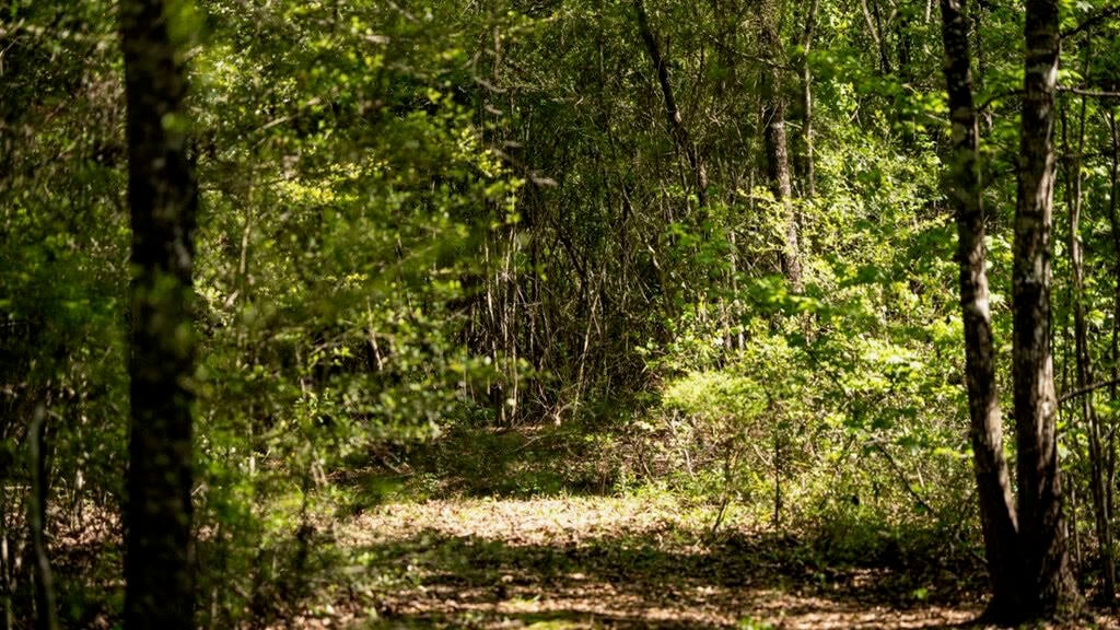 Deer and Turkey Property in Pike County, MS