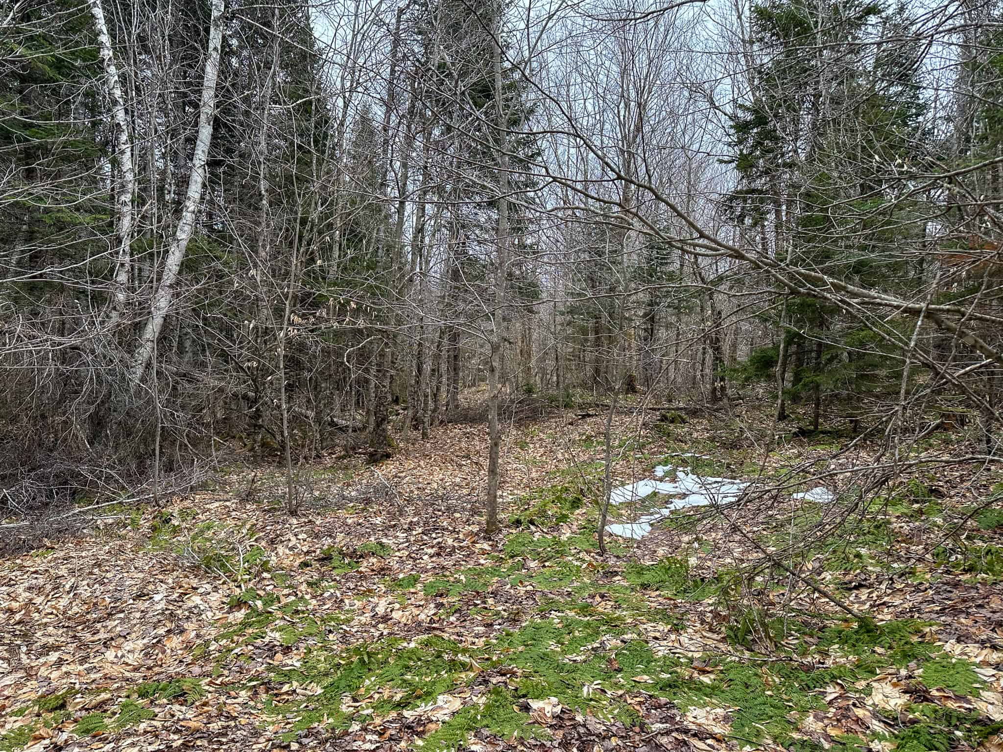 46.8 Acres of Maine Land for Sale – Remote, Forested, Affordable