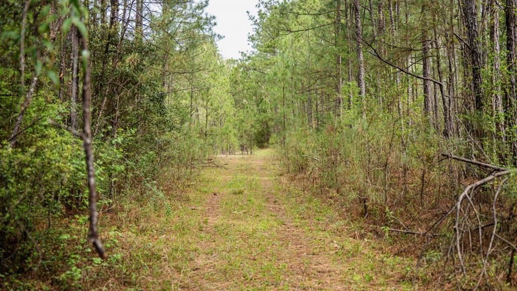Affordable Property in Woodville, MS